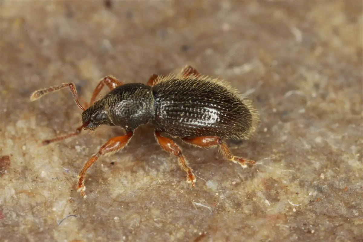 Weevil